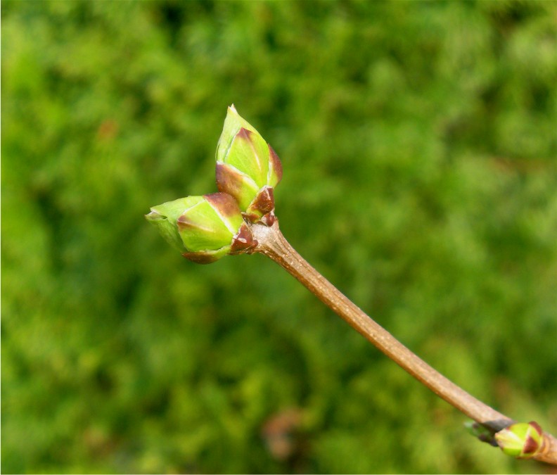 Lilac Buds